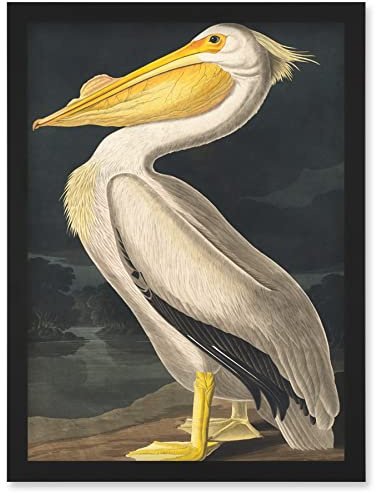 Wee Blue Coo John James Audubon Style Pelican Bird Vintage Detailed Illustration Artwork Framed Wall Art Print A4