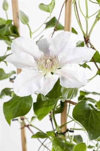 Waldrebe 'Yukikomachi' 100-150 cm Topf Clematis winterhart Kletterpflanze