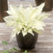 Hosta White Feather, 3 piante di Hosta perenni, piante perenni a radice nuda Funkein resistenti all'inverno dall'Olanda (senza semi). Perfetta come copertura del terreno all'ombra
