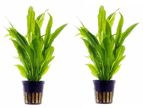 Echinodorus Bleheri coppia di piante vive da fondo a crescita rapida per acquario, completamente radicata; confezione da 2pz