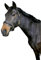 Kerbl Halfter Eco Pony, Leder Schwarz, 32255