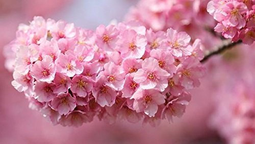(Pink Cherry D * Ambizu *) Mini Topf Rosa Kirschbaum Seeds 30 Stück Kirschsamen