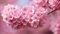 (Pink Cherry D * Ambizu *) Mini Topf Rosa Kirschbaum Seeds 30 Stück Kirschsamen