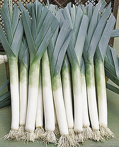 2500 Giant Musselburgh Leek Seeds for Planting Heirloom Onion. Non GMO 7 Grams of Seeds Garden Vegetable Bulk Survival