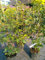 Rotbuche Fagus sylvatica 60-80 cm hoch im 3 Liter Pflanzcontainer
