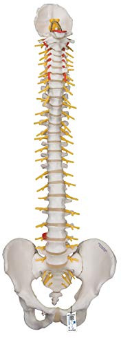 3B Scientific Menschliche Anatomie - Flexibles Luxus-Wirbelsäulenmodell + kostenlose Anatomie App - 3B Smart Anatomy