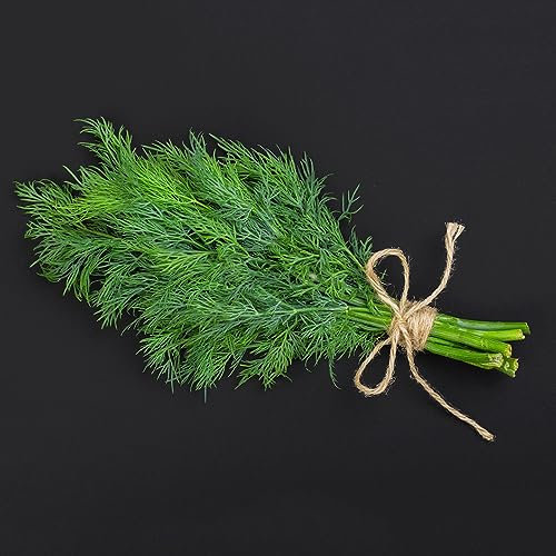 800 piezas semillas de eneldo perenne resistente hierbas medicinales cubierta vegetal resistente perenne (Anethum graveolens) jardín de hierbas cocina cubierta vegetal semillas hierbas