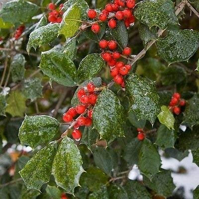 20 Semi - Semi Americana Stechpalme Baum (Ilex opaca)