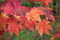 Acer japonicum 'Indian Summer' 100-125 cm, Japanischer Ahorn, leuchtend rote Herbstfärbung, ideal für Kübel und Gärten, pflegeleicht, winterhart