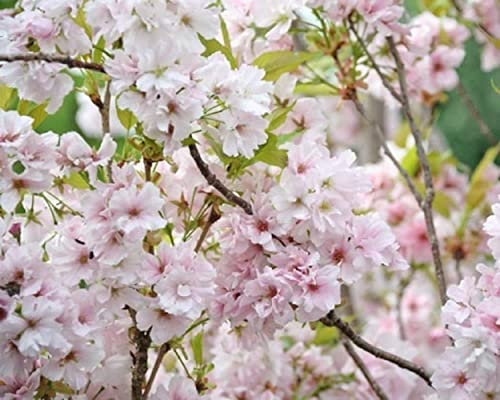 Prunus Amanogawa Flagpole Flowering Cherry Tree 5-6ft Supplied in a 7.5 Litre Pot by DirectPlants™