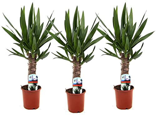 Plant in a Box - Yucca Éléphantipes - Set de 3 - Pied d'éléphant - Plante d'interieur - Pot 14cm - Hauteur 50-60cm