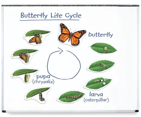 Learning Resources Riesiger magnetischer Lebenszyklus eines Schmetterlings