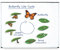 Learning Resources Riesiger magnetischer Lebenszyklus eines Schmetterlings