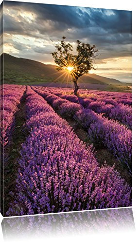 Pixxprint Traumhafte Lavendel Provence mit einsamen Baum, Größe: 60x40cm, Leinwandbild, fertig gespannt, Wandbild, Dekoration, Kunstdruck, kein Poster