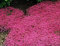vegherb 1000 - Graines fraîches rampantes Thym Magic Carpet Couvre-Sol semences