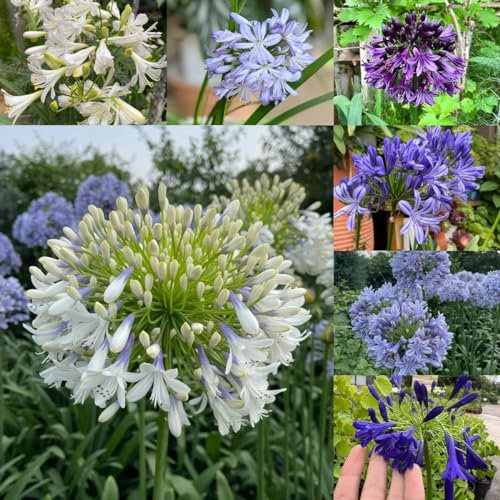100 pcs Agapanthus Pflanze Winterhart Samen gartenkräuter balkon Agapanthus Seeds Bodendecker-Saatgut Seltene Gartenzierblumen wildblumensamen, balkon topf kräuterpflanzen pflanze