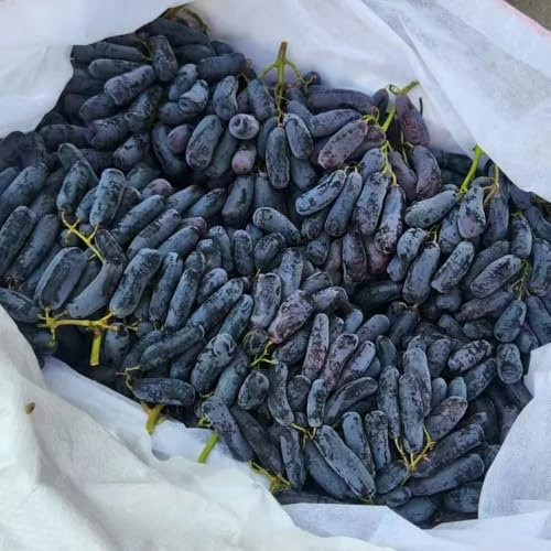 piante di uva rampicanti semi, acquistare viti resistenti, semi succulenti, alberi da frutto colonnari piantare uva letto rialzato da giardino, piante esotiche resistenti frutta, 1000pcs
