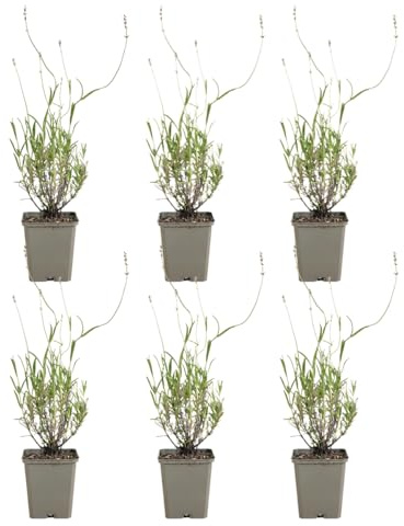 Bloomique - 6er - Set - Lavandula Munstead - Echter Lavendel - Winterhart - Duftend - Mehrjährig - Höhe 10-20 cm - 9 - cm - Topf