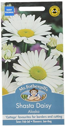Mr Fothergill's Shasta Daisy Alaska