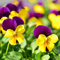 Haloppe 50 Pz Viola-cornuta Fiori Piante Semi per la Piantagione del Giardino di Casa, Semi Naturali Semi di Viola-cornuta 50 pz