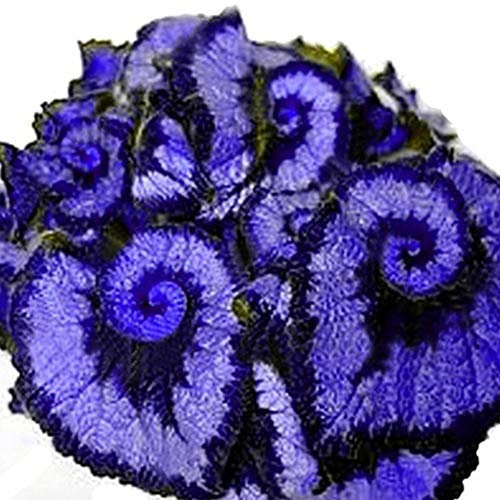 Saphirblau: 50 Stück Begoniensamen, Coleus Begonien-Blumensamen, Pflanzen, Balkon, Haus, Garten, Dekor (blau) (doppelte Farbe) (lila) (saphirblau)