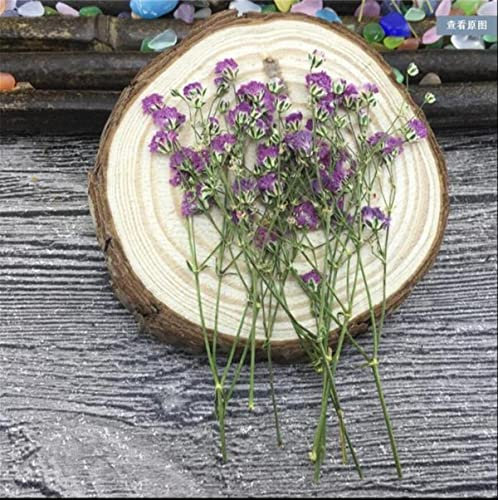 Getrocknete gepresste Blumen, 60 Stück 5–10 cm getrocknete gepresste absorbierte Gypsophila-Blumen Pflanze Herbarium for Schmuck Fotorahmen Lesezeichen Handwerk DIY-Rot(Violet)