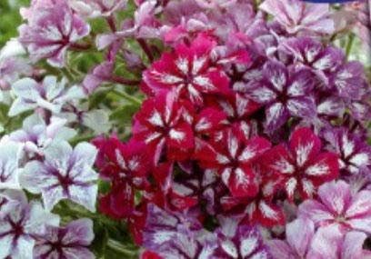 Stk - 75x Flammenblume Summer Showers Mix Phlox drummondii Pflanzen - Samen K126 - Seeds & Plants Shop by Ipsa