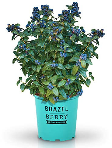 BrazelBerry 'Perpetua' Heidelbeere, Beerenobst Strauch, Waldbeere, Blaubeere, Blume, winterhart, Pflanze im Topf für Garten, Terrasse, Balkon oder Kübel