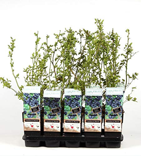 Heidelbeere Bluecrop ca. 60 cm - Vaccinium corymbosum bluecrop
