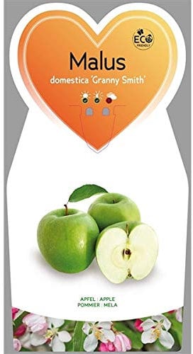 Malus dom. 'Granny Smith' 170-200 cm Stamm 80-100 cm- Winterapfel 'Granny Smith' - Apfelbaum