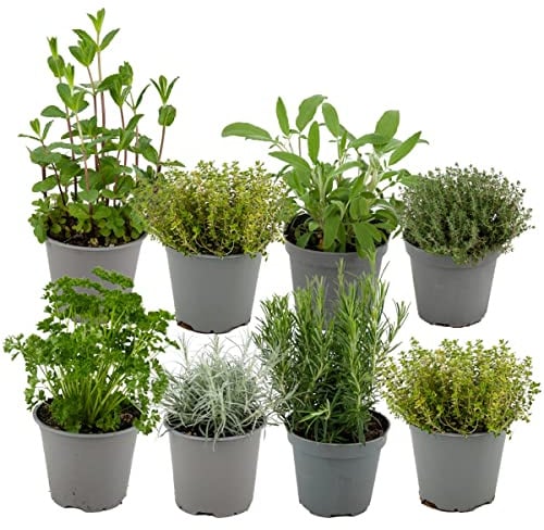 ZynesFlora 8 Stück Italienische Kräuter Pflanzen im Ø 14 cm Pflanzentopf - Höhe: 12-15 cm - Kräutergarten Rosmarin Thymian Lavendel Bohnenkraut Salbei und Oregano.
