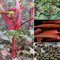 Rotyroya 100 Teile/Beutel Rote Okra-Samen, knusprige fruchtbare mehrjährige Abelmoschus-Gemüsesamen für den Bauernhof Rote Okra-Samen