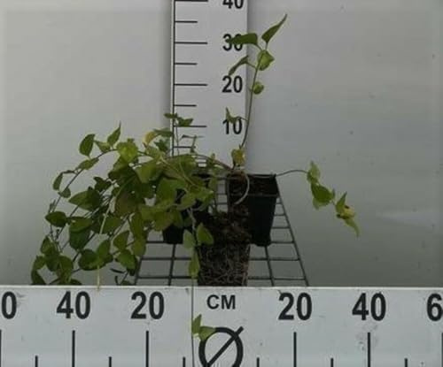 12 x Vinca major - Grossblättriges Immergrün - Topf 9 cm x 9 cm