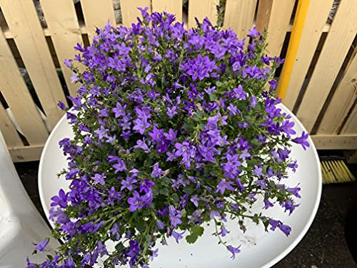Campanula Port - Garden Ready Hardy Alpine Plant.