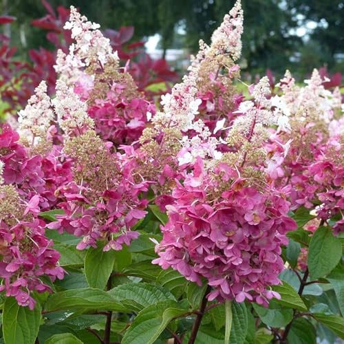 Rispenhortensien in vielen Formen und Farben (80-100 cm, Pinky Winky)