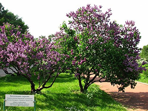 Semi comuni Lilac Tree (Syringa vulgaris), 150 semi