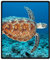 YISUMEI - 150 x 200 cm Decke - Wirkliche Schildkröte, die blaues Meer schwimmt Fleecedecke,Kaschmir-Gefühl Kuscheldecke Geeignet für Bett oder Sofa