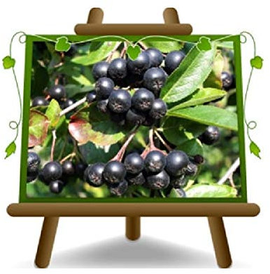 Aronia Melanocarpa Schwarz Obstpflanze auf Topf von 20 - Baum max. 100-120 cm - 2 Jahre