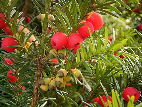 Inglés tejo, Taxus baccata, semillas de árboles de hoja perenne (,) Topiary 10 Semillas