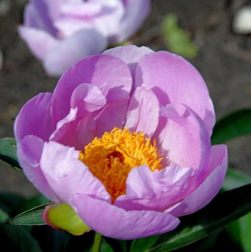 Edelpfingstrose Nymphe - Paeonia lactiflora