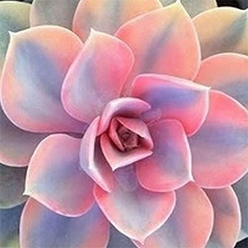 Haloppe 100 Pz Semi di Piante Succulente per la Piantagione del Giardino di Casa, Semi di Piante Grasse Rare Miste Giardino Balcone Decorazione Bonsai Perenne Semi succulenti