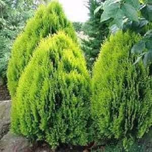 New Fresh 60pcs Thuja Plant Seeds