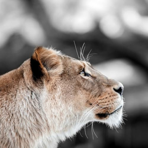 Ceanothe Tableau sur verre lionne de profil 30x30 cm - Impression Image Haute Définition Pour Décoration Murale avec Finition Brillante Fabriqué en France