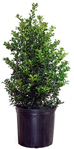 Ilex X rutzan 'Red Beauty' (Holly) Evergreen, #3 - Size Container