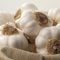 'Provence Wight' Garlic Seed Cloves 20 Corms for Giant Bulbs Huge Sweet & mild