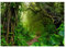 WallArena - Vlies Fototapete Wald Bäume Dschungel Pflanzen Regenwald 254x184 cm - Fototapeten - Tapeten - für Wohnzimmer Schlafzimmer - Vliestapete Wandtapete Tapete 3D Effekt- inkl. Kleister