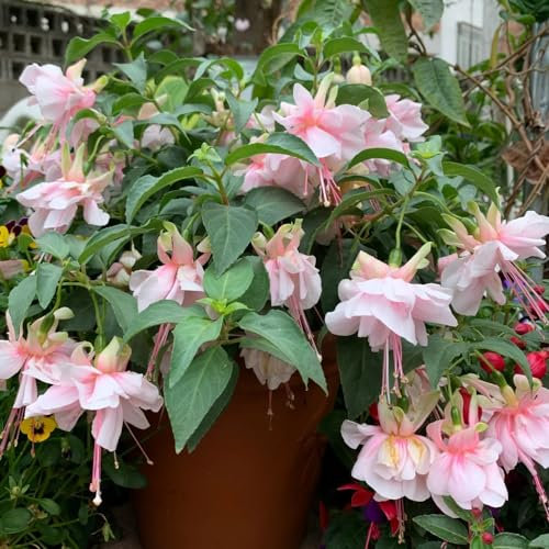 200 pcs fuchsien hängend samen, blumen samen, plants fuchsien baum - Fuchsia hybrida - blumenbeet, steingartenpflanzen winterhart winterharte blumen, garden garten blumen winterhart,