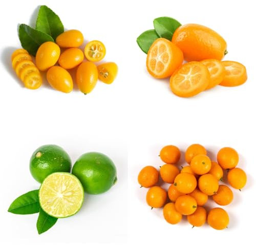 kumquat baum samen sapote frucht, winterharte kübelpflanzen kumquat baumsamen pflanzen anzucht, grünpflanzen zimmerpflanzen obst samen, gartendeko für draußen sträucher winterhart 65pcs