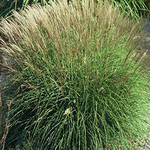 6er-Pack Zwerg Chinaschilf 'Adagio' - Miscanthus Sinensis: Kompakte Schönheit im 9x9cm Topf.