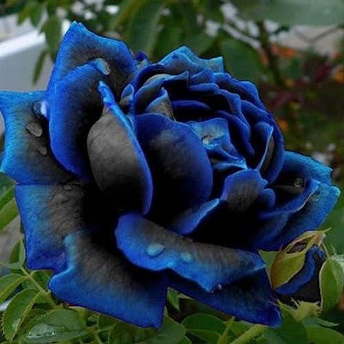50 Pz Blu-Nero Rosa Semi di Fiori Giardino di Casa Bonsai Perenne Pianta Decorazione Fiore Albero da Frutto Semi di Ortaggi Semi Di Rosa